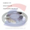 Striscia LED 5 metri Monocolore 60 Led/Metro 10, 8W/M - VTAC 2150